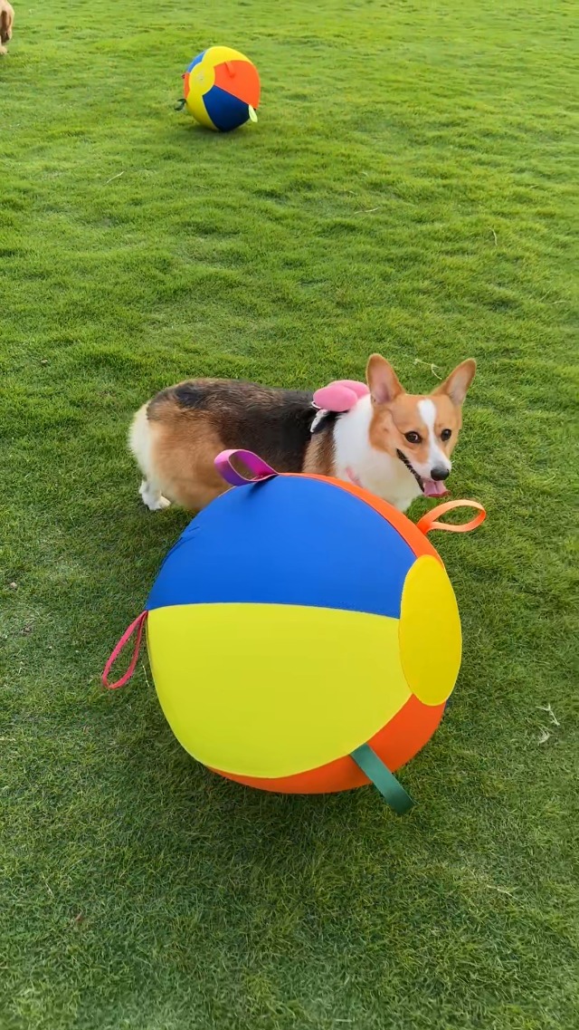 Pet Supplies : SHEENLULU Herding Ball for Dogs, 18'' Dog Training